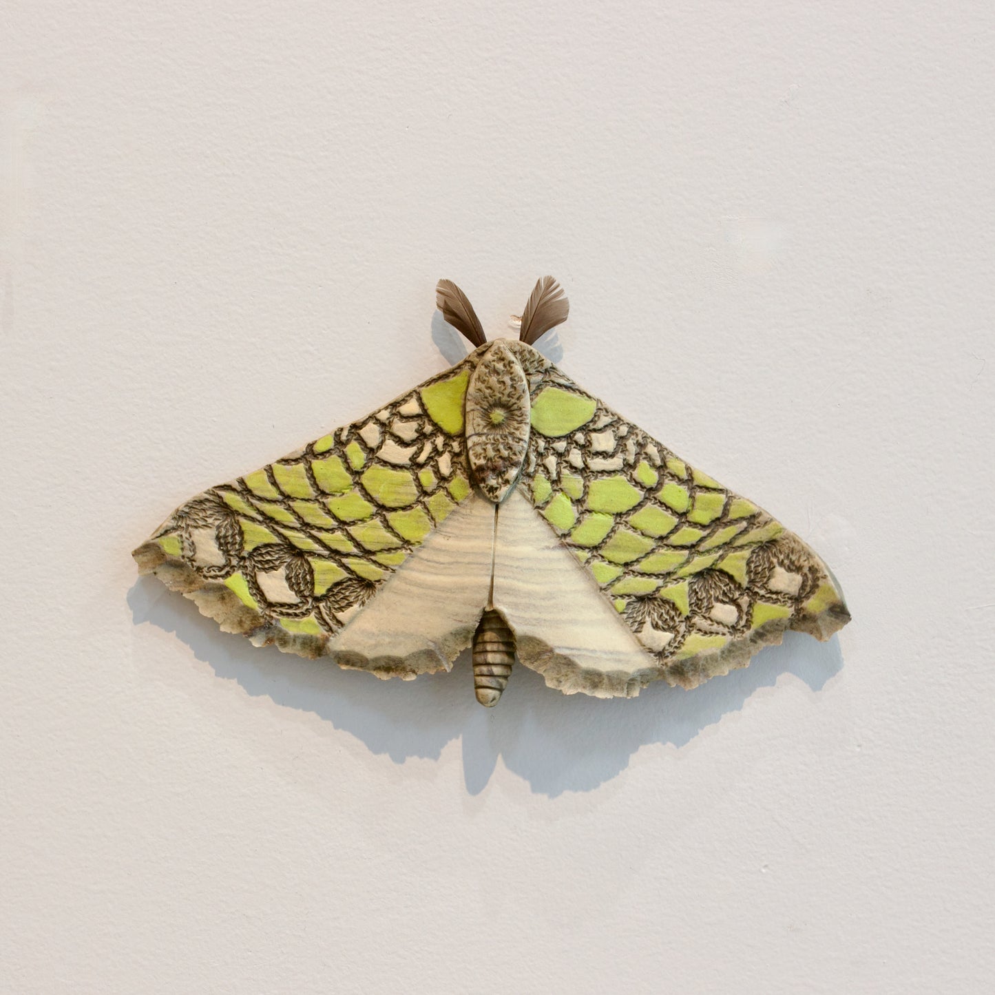 JW74: Large Pūriri moth