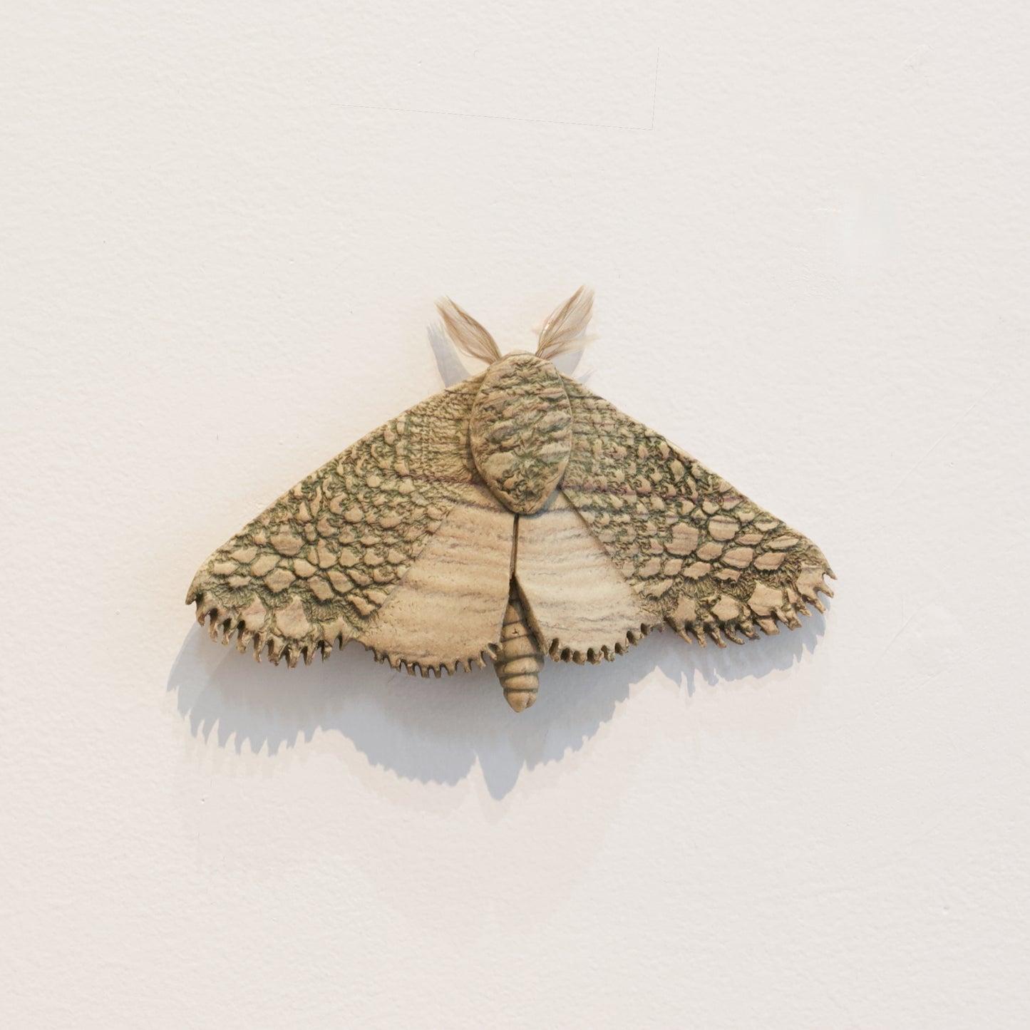JW82: Moth
