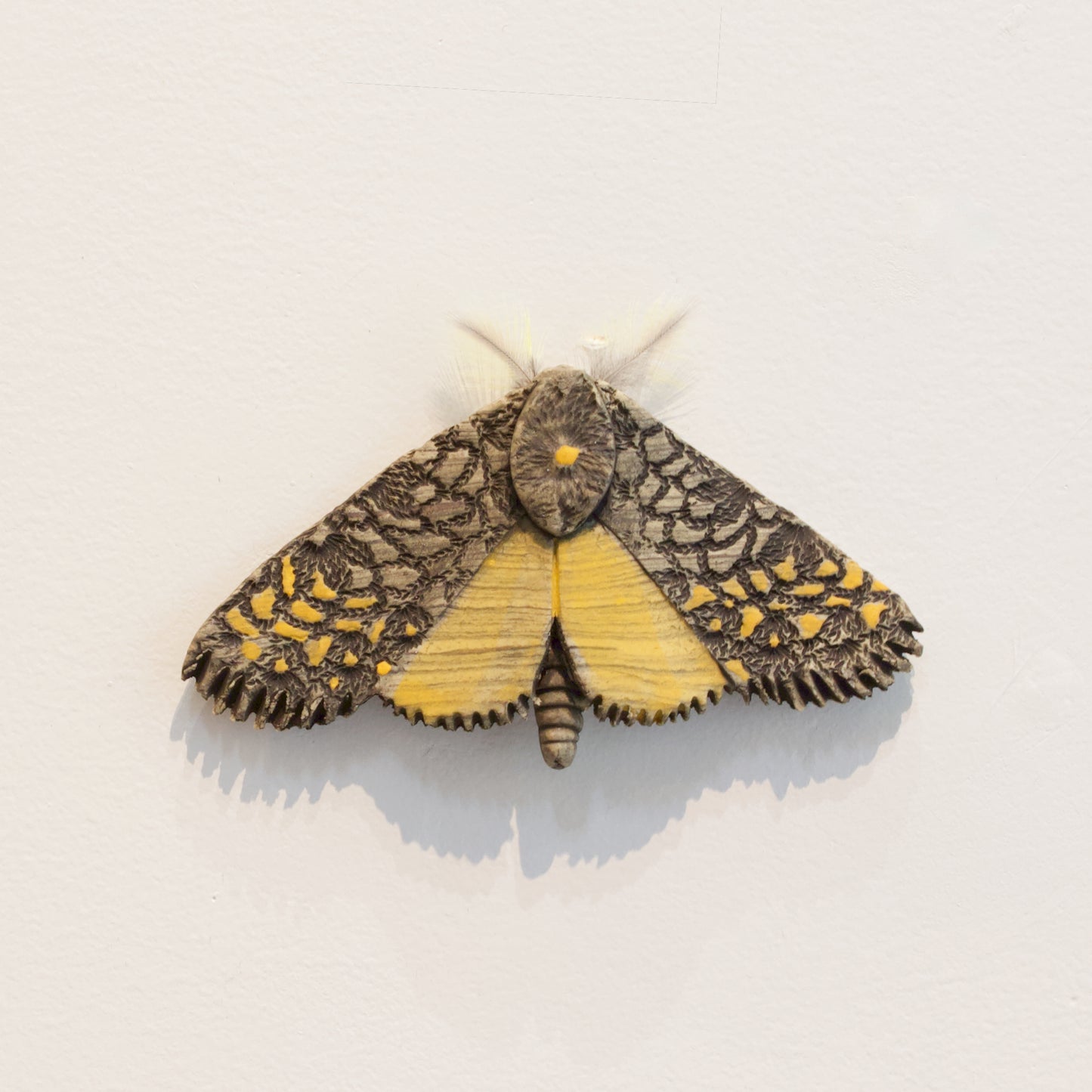 JW85: Moth