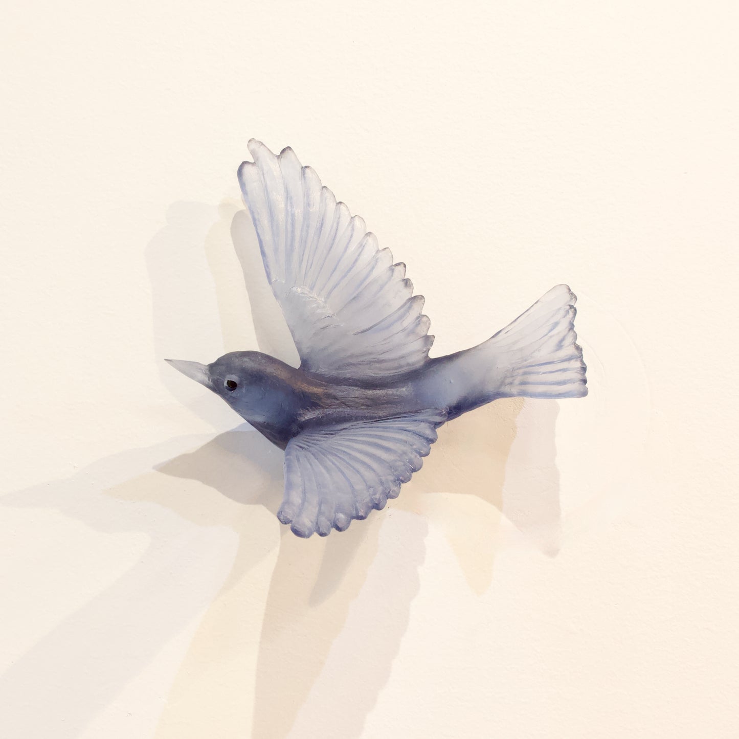 LJ: Silvereye/Tauhou - steel blue