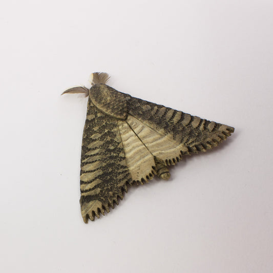 JW06: Moth