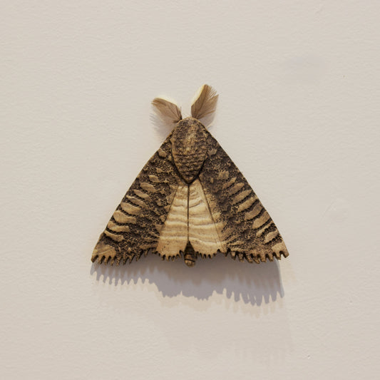 JW06: Moth