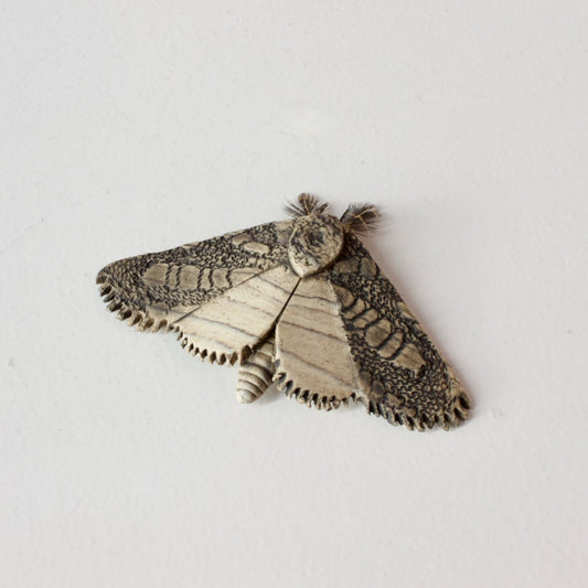 JW26: Moth