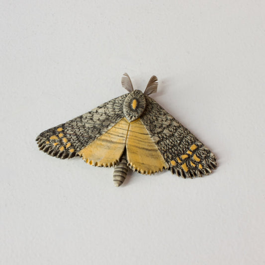 JW36: Moth