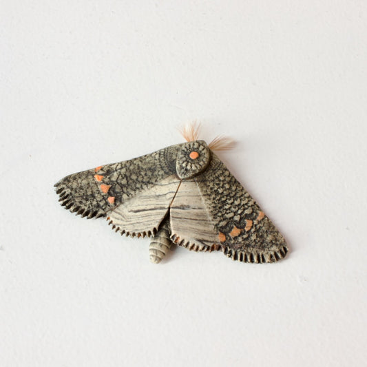 JW37: Moth