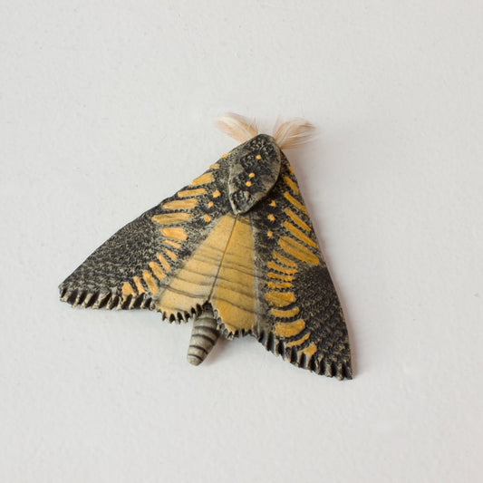 JW39: Moth