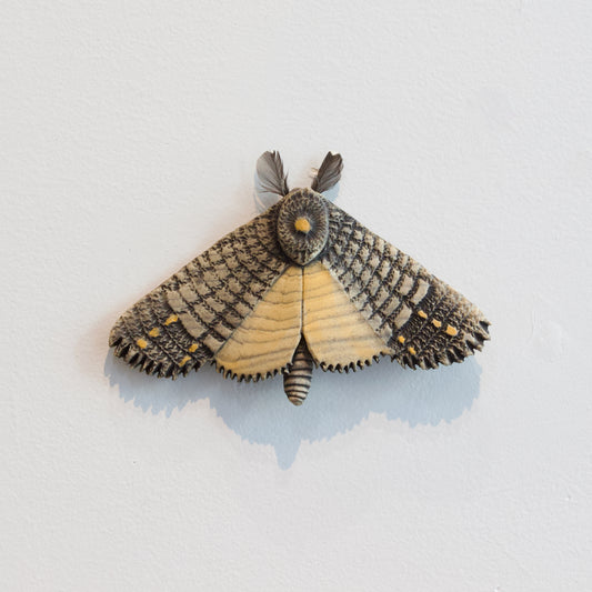 JW58: Moth