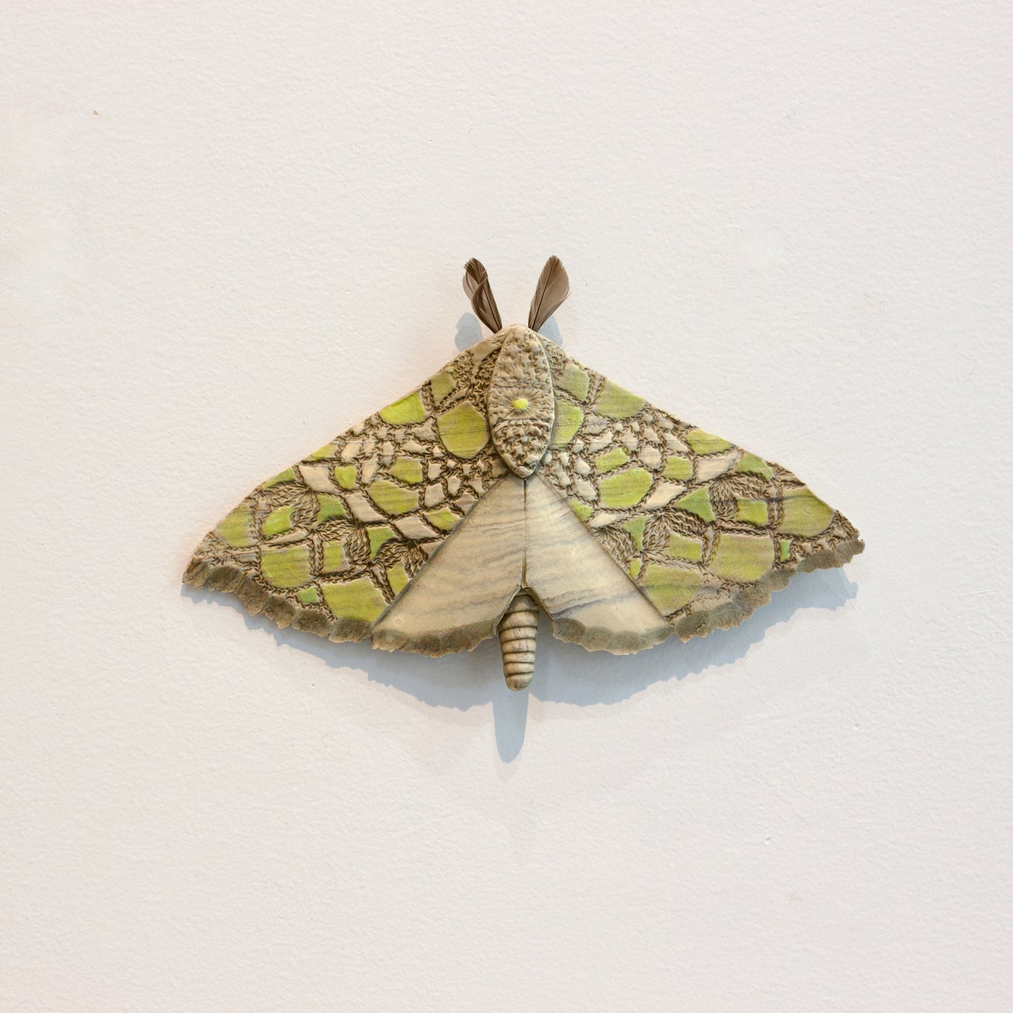 JW71: Large Pūriri moth