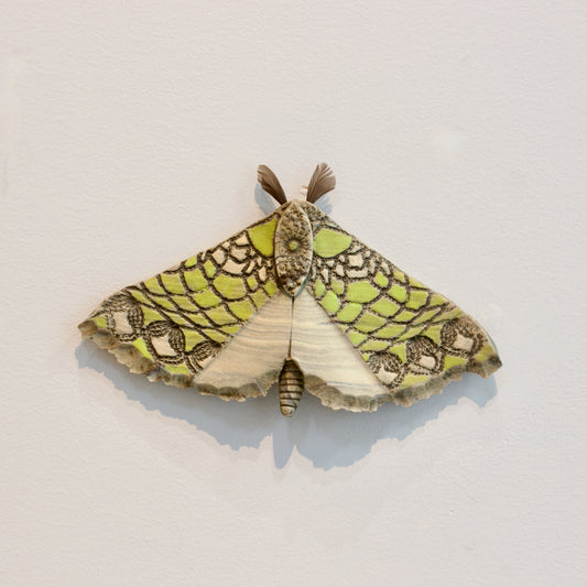 JW74: Large Pūriri moth
