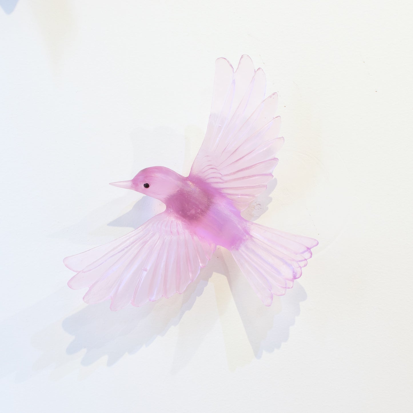 LJ937Q: Mohua/Yellowhead - fuchsia