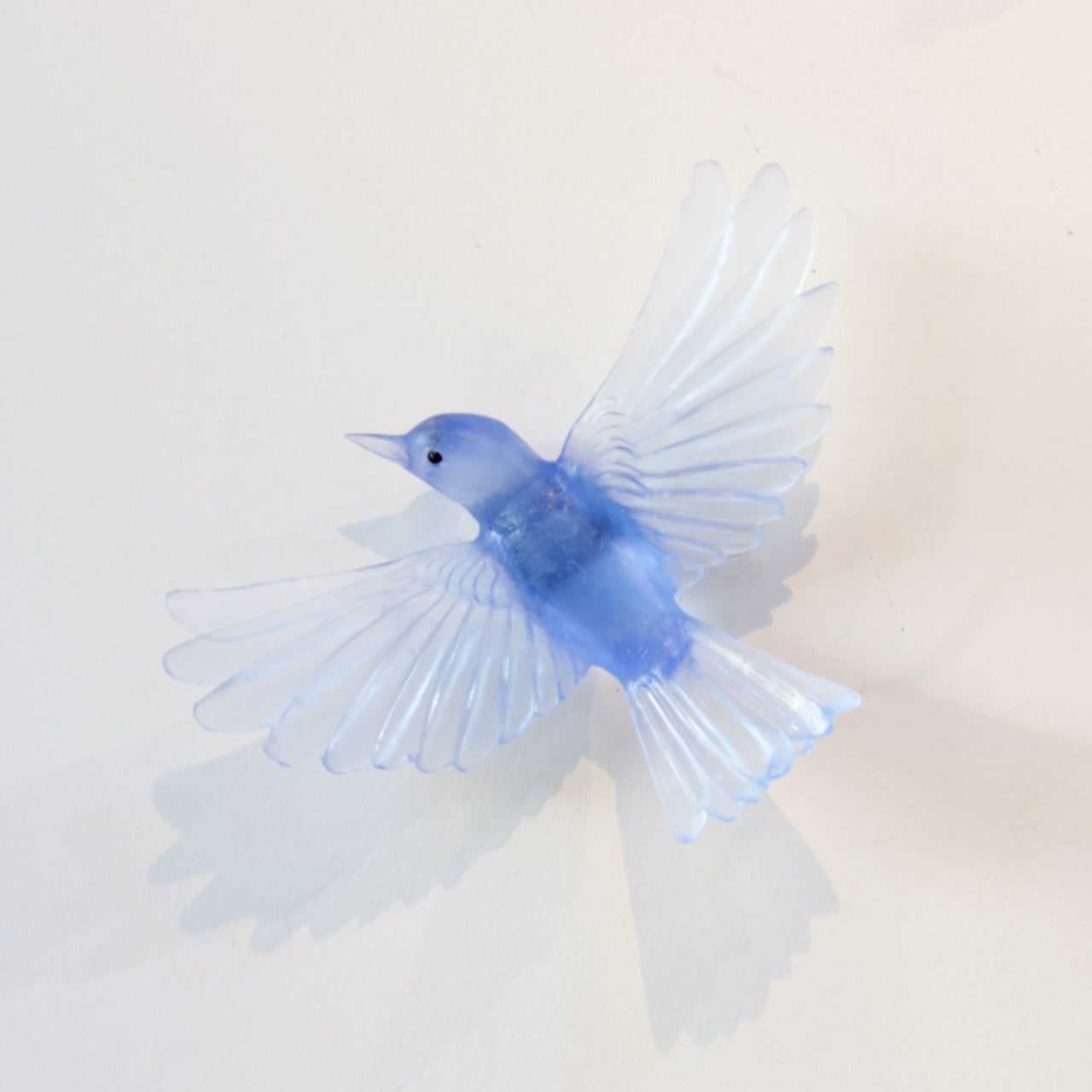 LJ: Mohua/Yellowhead - pale cobalt blue