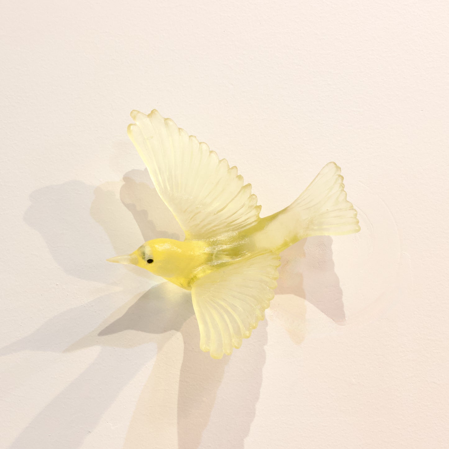 LJ: Silvereye/Tauhou - citrine