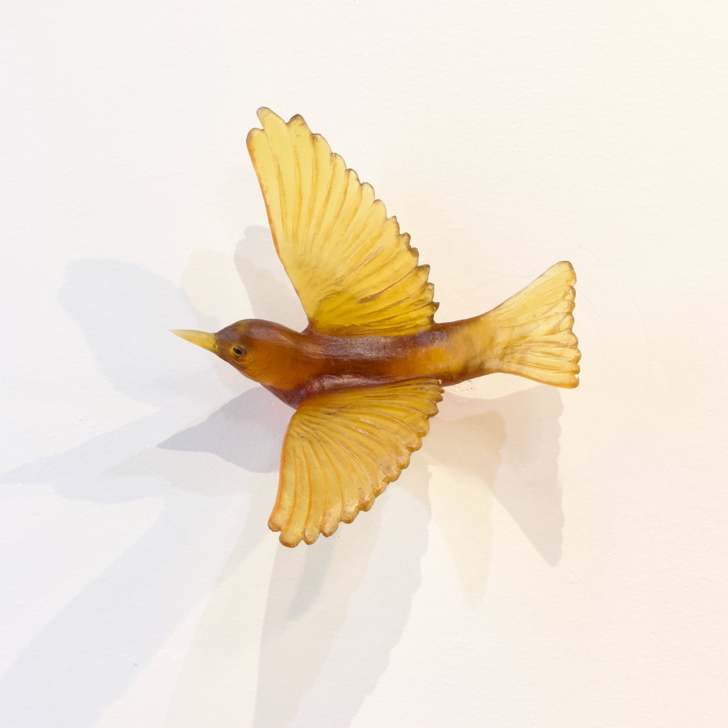 LJ: Silvereye/Tauhou - kelp
