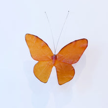 LJ: Monarch butterfly - assorted colours, please enquire